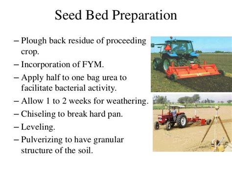 Sugarcane Trench Method Planting