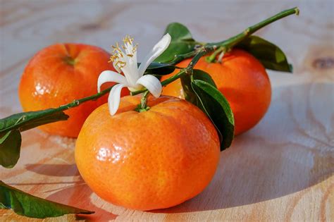 4 Facts About Seedless Citrus Growing ｜ Eyouagro