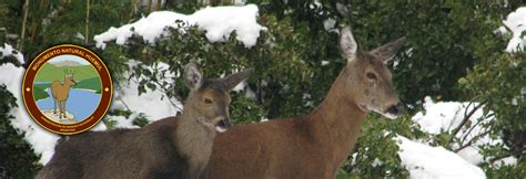 Monumento Natural Huemul ~ Parquesymuseos ~