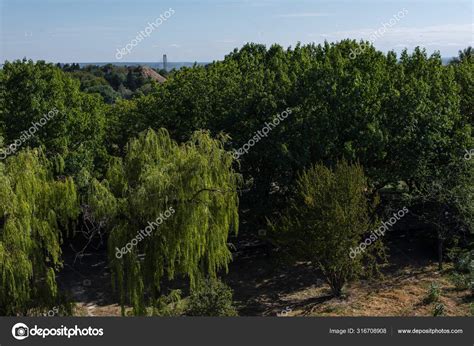 Trees Green Foliage Blue Sky Background — Stock Photo © HayDmitriy ...