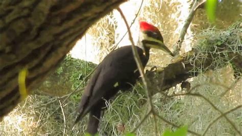 Pileated Woodpecker Pecking And Eating Bugs Youtube