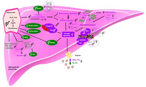 Sex Dependent Metabolic And Transcriptional Changes After Disrupted