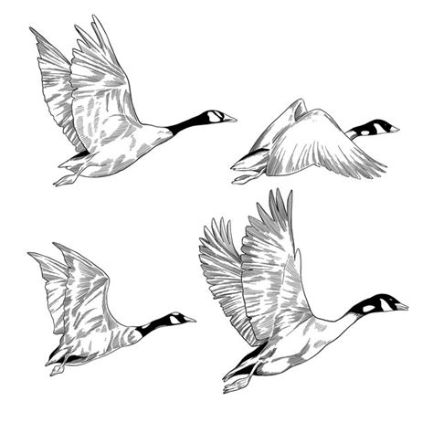 Premium Vector | Swan migrating fly sketch illustration