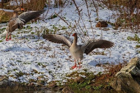 Angsa Greylag Burung Foto Gratis Di Pixabay Pixabay