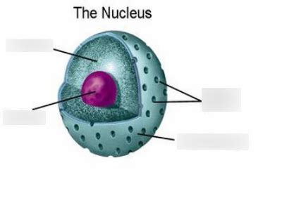 Parts Of The Nucleus Diagram Quizlet