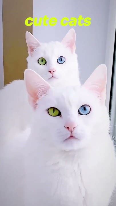 Cute Cats Youtube