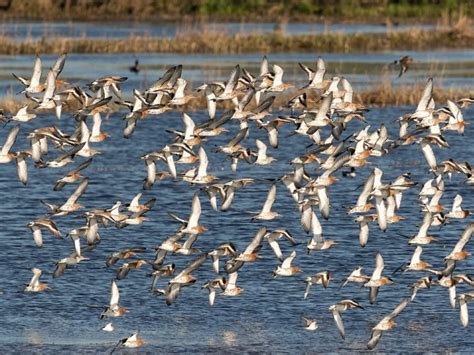 The Godwits Long Long Nonstop 7000 Mile Journey கடல் தாண்டும் பறவைக்கெல்லாம் வழியில்