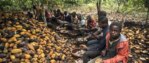 Cocoa Farming in Africa: The Sweet and Bitter Truth - Agri4Africa