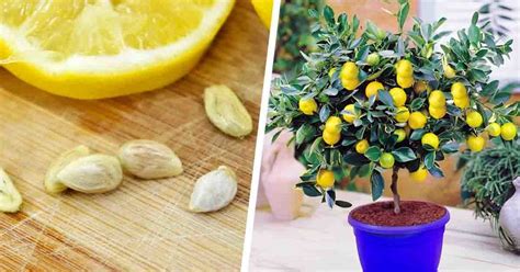 Conseils Simples Pour Faire Pousser Un Citronnier En Pot