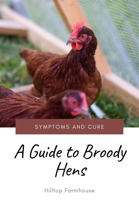 How To Break A Broody Hen Busy People Method Artofit