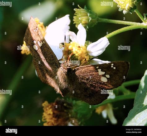 Alas De Mariposa Planas Fotograf As E Im Genes De Alta Resoluci N Alamy