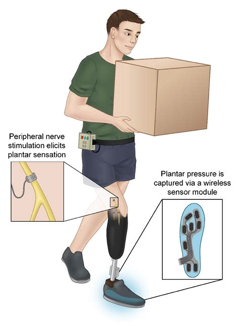 Figure 1 From The Experience Of Sensorimotor Integration Of A Lower