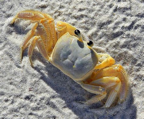 Ghost Crabs Are Common Shore Crabs In Tropical And Subtropical Regions