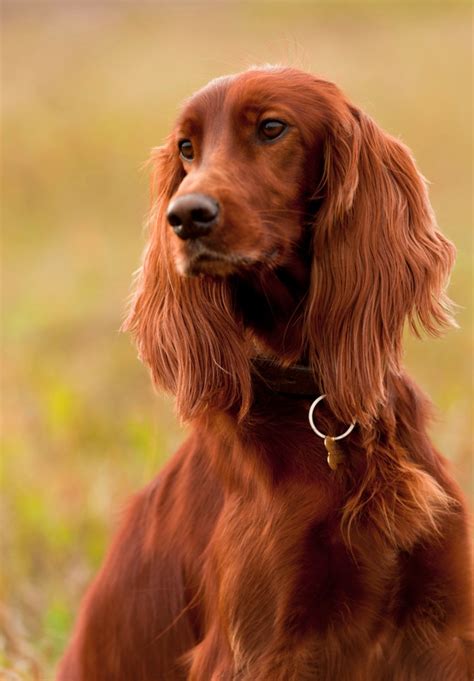 Irish Setter Breed Information And Photos Thriftyfun