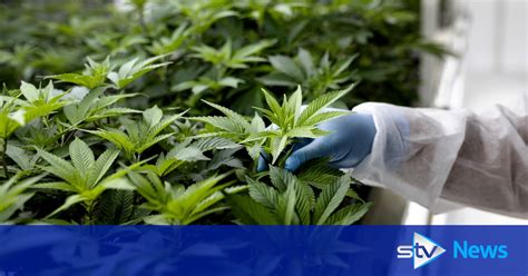 Huge Cannabis Farm Worth £373000 Seized By Police In South Lanarkshire Village Raid Stv News