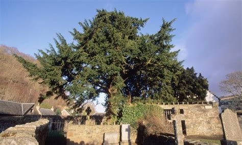 The Fortingall Yew Is The Oldest Tree In Europe And Tourists Are Killing It