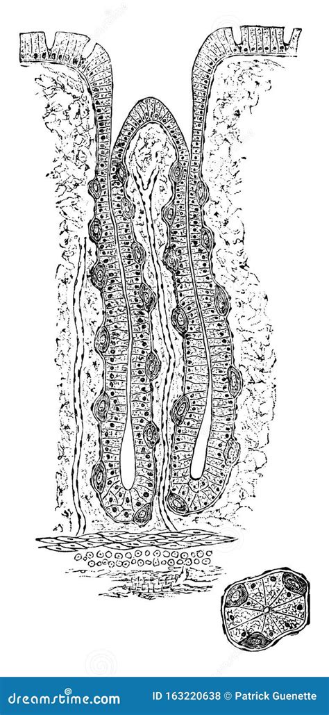 Gastric Gland The Cell In The Human Gastric Corpus Royalty Free Stock