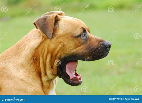 Boerboel Dog Yawning Stock Photography | CartoonDealer.com #73008146