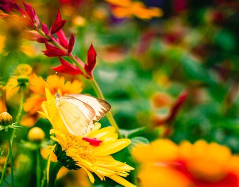 Flower & Garden Photography on Behance