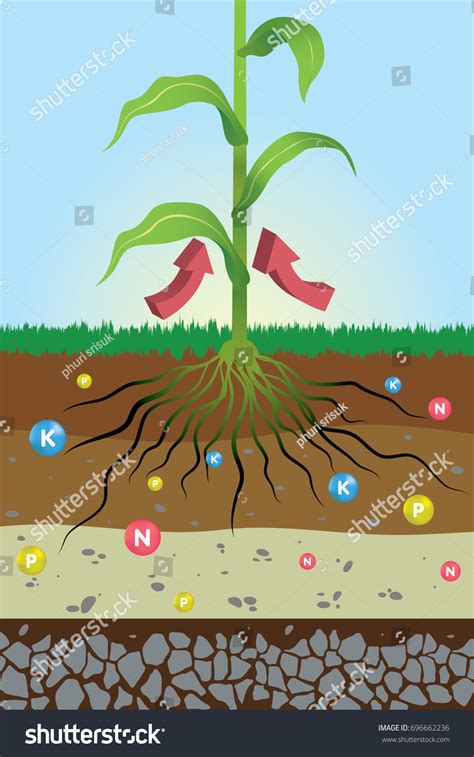 40 Nutrients Needed Plants Stock Vectors and Vector Art | Shutterstock