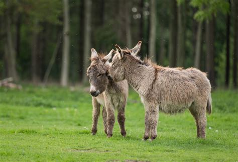 Science Snapshot: Pin the Domestication on the Donkey | The Scientist ...