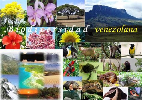 Biodiversidad En Venezuela Venezuela Pais Mega Diverso