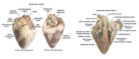 Sheep Heart Diagram Quizlet