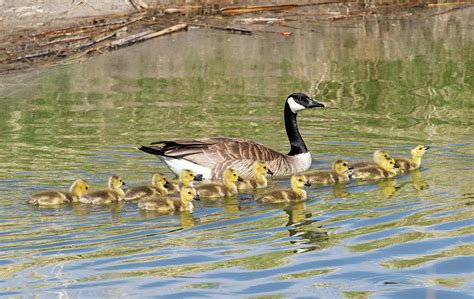 Mother And Baby Canada Geese Photograph By Michael Chatt