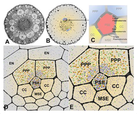 Cross Sectional Overviews Of The Arabidopsis Roots Showing Pd