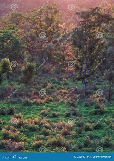 Beautiful And Colourful Landscape Photos Of Jungle Stock Photo Image