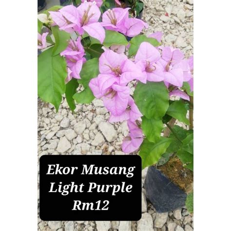 Bunga Kertas Bougainvillea Ekor Musang Light Purple Shopee Malaysia