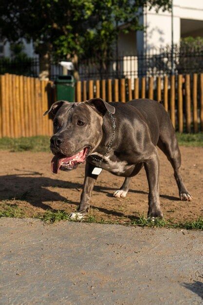 Cachorro Pit Bull De Nariz Azul Brincando E Se Divertindo No Parque Ao