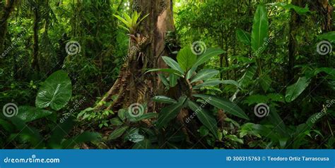 Tropical Rainforest with Large Trees Stock Image - Image of tropical ...