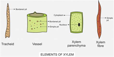 Xylem - Definition , Structure, Components (Types), Functions And ...