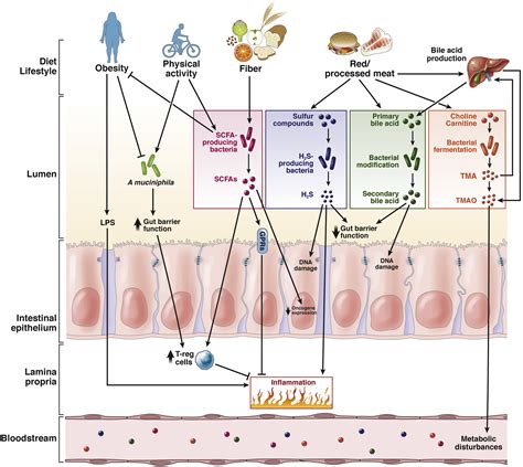 Influence Of The Gut Microbiome Diet And Environment On Risk Of