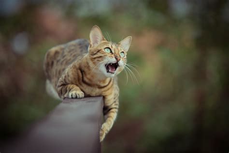 Do Bengal Cats Get Big? What Every Pet Owner Should Know - Pet Spruce