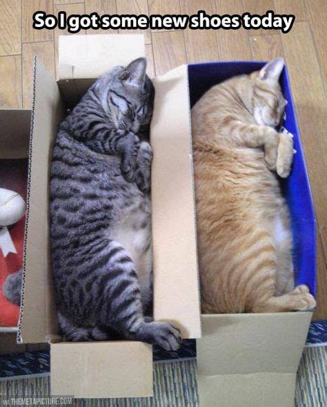 82 Cat in box, cats in boxes, Funny, hillarious, felines love boxes ...