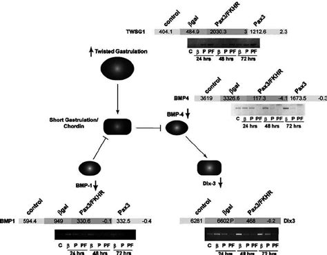 Pax3 And Pax3 FKHR Coordinately Alter Expression Of Factors In The BMP4