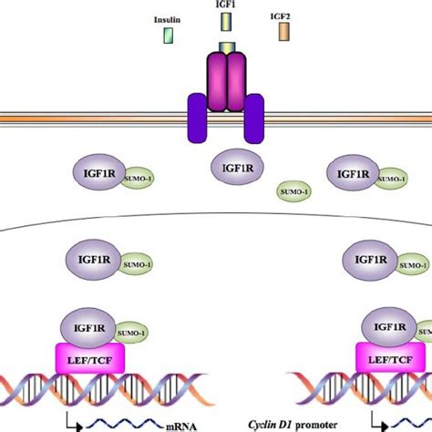 Proposed Mechanism Of Igf R Gene Autoregulation By Nuclear Insr Igf R