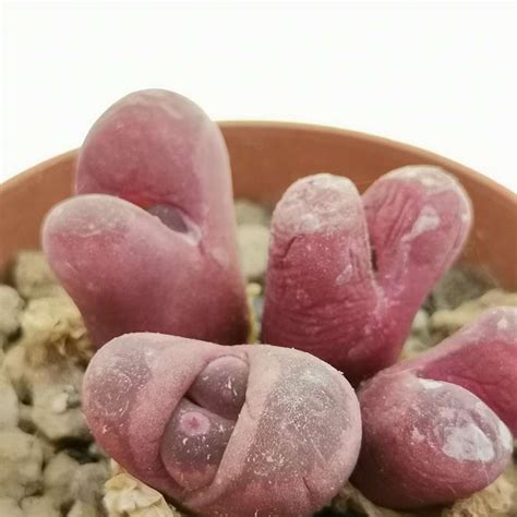 Lithops Optica Var Rubra Cm Aizoaceae Giromagi Vendita Piante