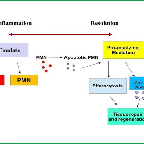 Simplified Scheme Of Biochemical Transition From Inflammation To Download Scientific Diagram