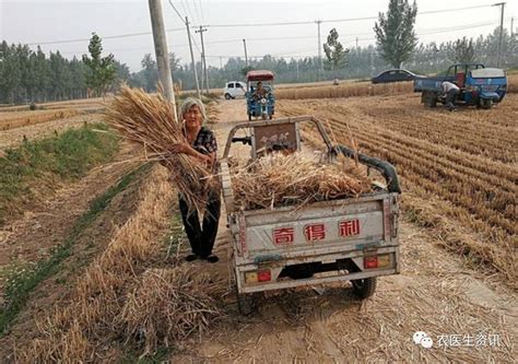 为什么明年小麦最低收购价13年来首降？这篇文章告诉你答案！