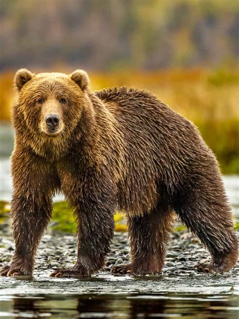 9 Alaskan Animals For Your Must-See Wildlife List