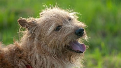 dog terrier pet  photo  pixabay pixabay