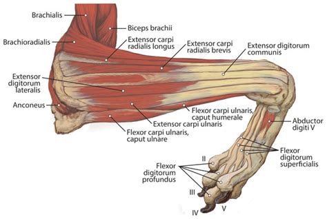 Adaptations To Cursoriality And Digit Reduction In The Forelimb Of The