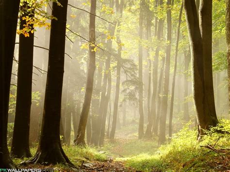 Wallpaper Sunlight Trees Landscape Nature Grass Wood Branch