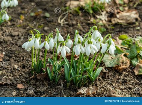 Galanthus Elwesii Elwes S Greater Snowdrop In The Wild Red Book