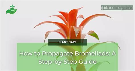 How To Propagate Bromeliads A Step By Step Guide