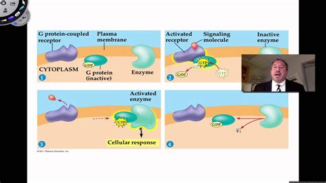 Signaling Molecules Bind To Receptor Proteins Youtube