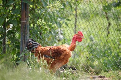 Poule Se Nourrissant De Basse Cour Rurale Traditionnelle Poulet